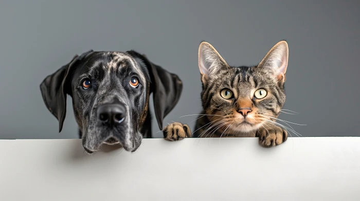 Imagem ilustrativa Indústria Pet 